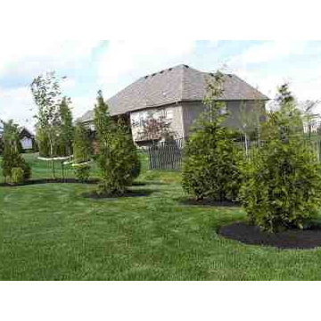 Alberto Alavez Professional Lawn Services LLC 5