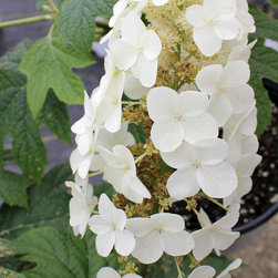 Gatsby's Gal&trade; Oakleaf Hydrangea - Plants