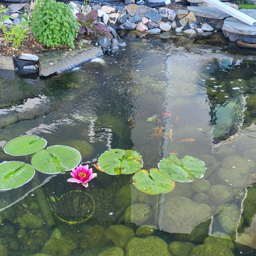 Custom✨ Koi Pond
