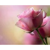 Foto von Betsy LeDoux