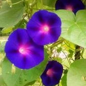 Suzanne Hagen's photo