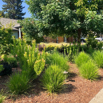 Front Lawn Removal - Craftsman Home in Los Altos