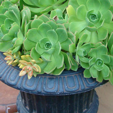 planters