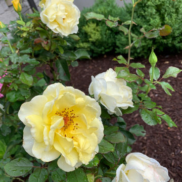 Sunny Knock Out Rose