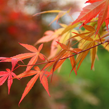 Japanese Maples | Selection | Care