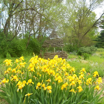 Grapevine House with Irises