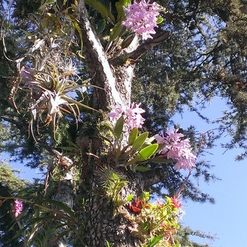 orchids growing on pine tree in Glendale, Ca.