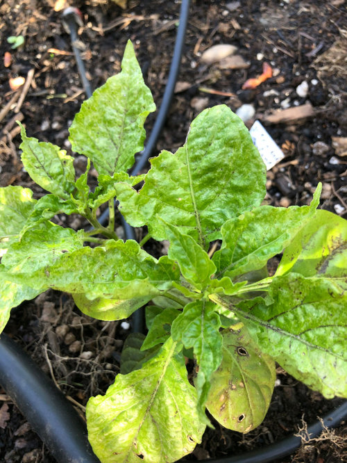 What's up with those peppers? Crinkled and discolored leaves