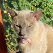Cat S's photo