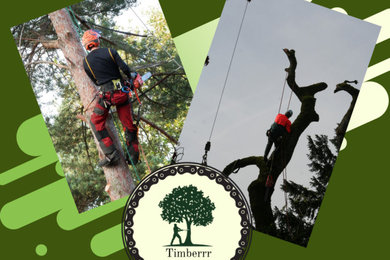 Tree Climbing and Cutting