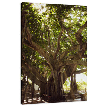 Banyan Tree With Glory Rays of Sunlight Botanical Photo Canvas Print, 12" X 16"