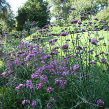 Plants