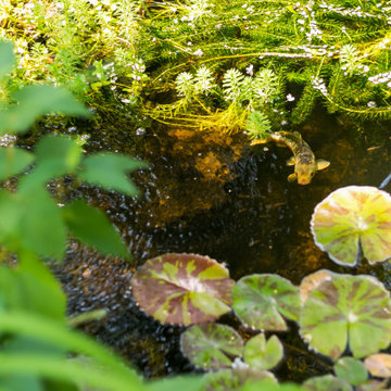 Backyard Koi Pond-James Island