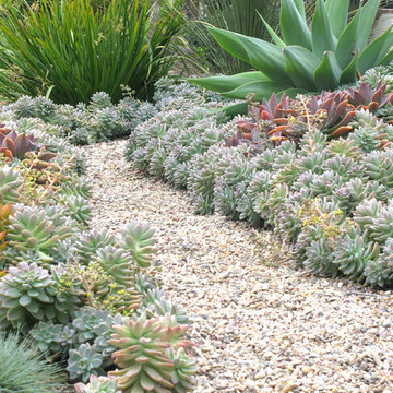 Seaside Colorful Succulent Garden