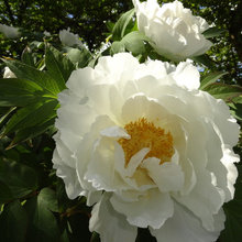 Garden Tour