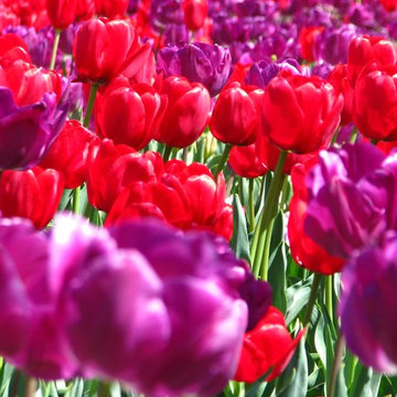 Floriade