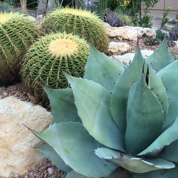 Xeriscape #2