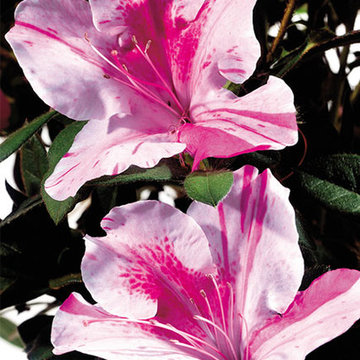 Encore Azalea Autumn Twist™