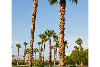 Tree Services