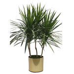 Scape Supply - Live 4' Tarzan Staggered Package, Gold - The Tarzan Staggered package includes a 4 foot Dracaena Tarzan grown with 3 main branches and a bushy top making a great tree looking option.  The Tarzan is similar to a Marginata with thin spikey leaves and a woody trunk.  They do great with low water and like a medium lit area.  They are easy to maintain and care for and extremely tolerant to a  non plant person.  The package includes our commercial grade planter in a color of your choice, deep dish saucer, and moss covering. The Tarzan lends a nice addition to a modern or southwest interior design style and is also at home with a variety of looks.  The bushy top gives it more volume than the Standard variety fills a space similar to a medium sized bush.   The live tropical plant will arrive cleaned and ready for display in its' new home.