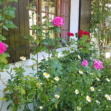 Tudor Cottage faves