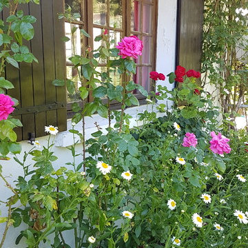 Le massif des rosiers grimpants et des marguerites