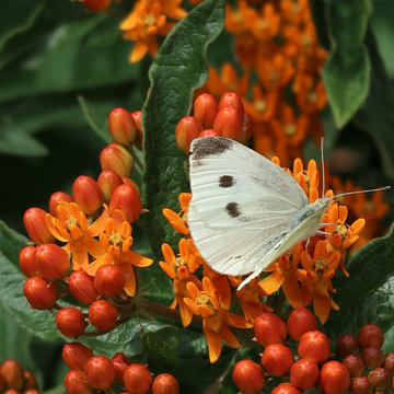 Virginia Pollinator Garden