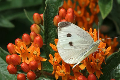 Virginia Pollinator Garden