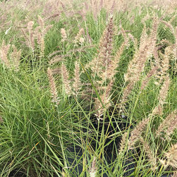 Current Featured Plants - Products
