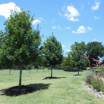Red Oaks