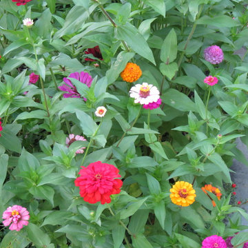 Zero Lawn Xeriscape