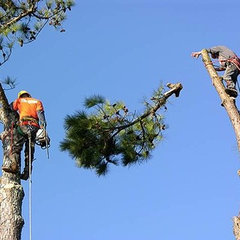 Northwest Tree & Stump Grinding Service