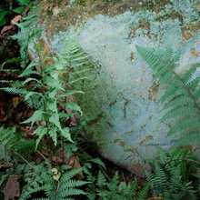 Ferns