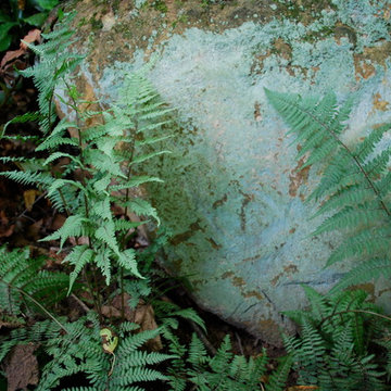 Ghost fern.