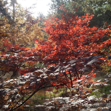 Japanese Maples