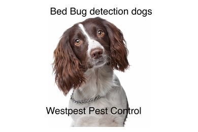 Westpest Pest detection dogs ( Bed Bugs/