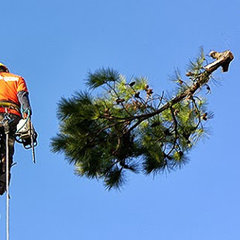 C&D STUMP & TREE REMOVAL