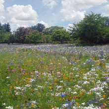 Eine Wildblumenwiese anlegen – 7 Tipps für Ihren Garten