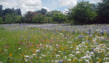 Eine Wildblumenwiese anlegen – 7 Tipps für Ihren Garten