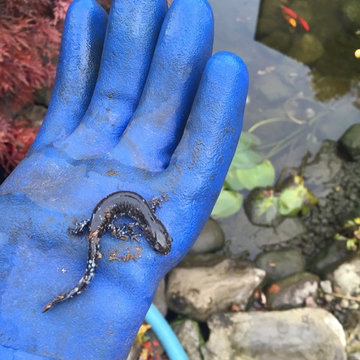 Fall Koi Pond Maintenance & Winter Fish Pond Preparation| Rochester NY By Acorn