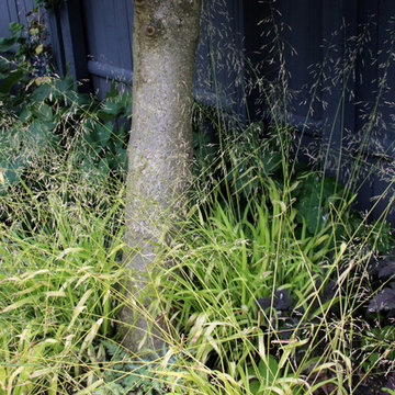 Contemporay town garden for plantlovers