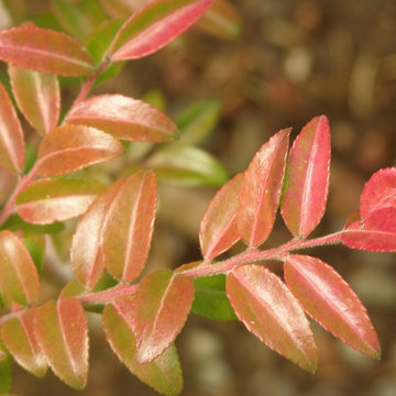Evergreen Huckleberry