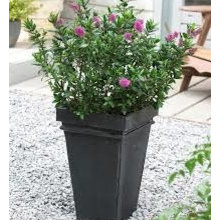 Susan D. Containers