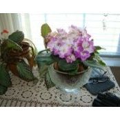 Ellen Steffy's photo