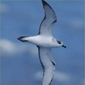 Mary Archer's photo