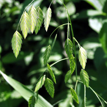 Northern Sea Oats (Chasmanthium latifolium)