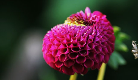 La fleur du mois : Le dahlia, petit soleil du Mexique