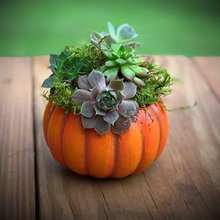 fall