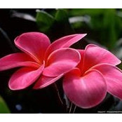 Mirukshelyn Lopez-Rooiさんの写真
