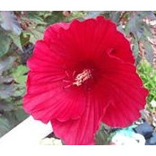 Sherry Surrells foto